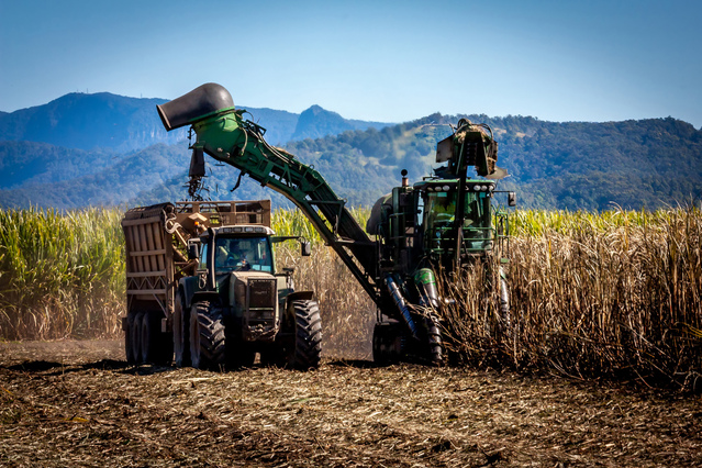 Machine Harvesting Sugar Cane-Sugar is Bad